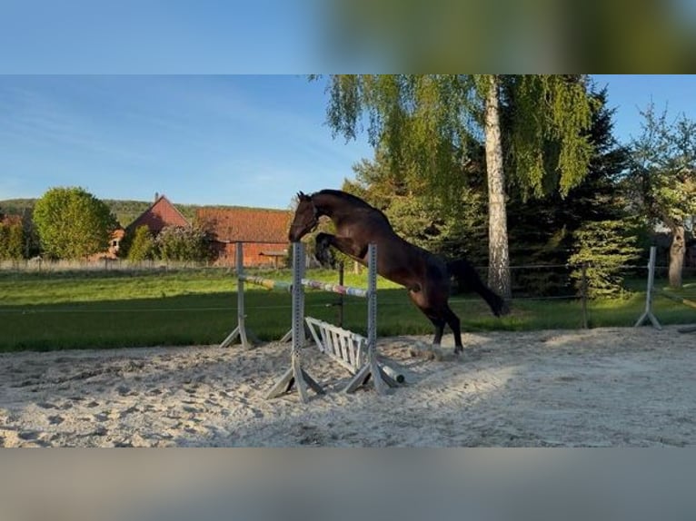 Hannoveraner Wallach 6 Jahre 167 cm Brauner in Lamspringe