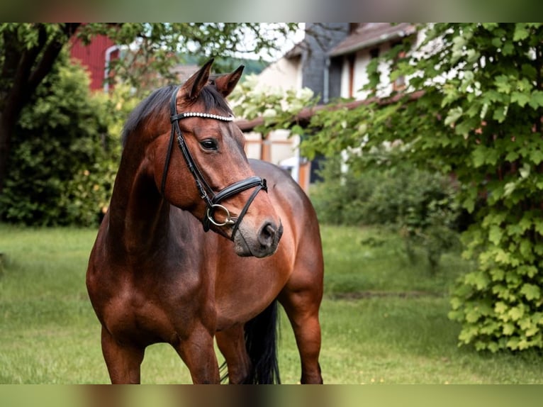 Hannoveraner Wallach 6 Jahre 167 cm Brauner in Lamspringe