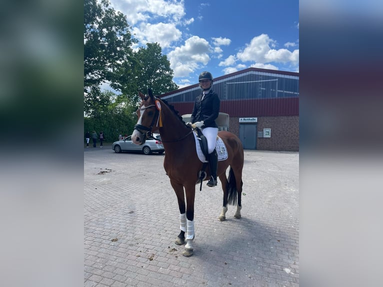 Hannoveraner Wallach 6 Jahre 167 cm Brauner in Ladbergen
