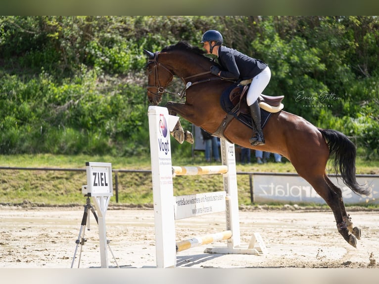 Hannoveraner Wallach 6 Jahre 167 cm Brauner in Kruft
