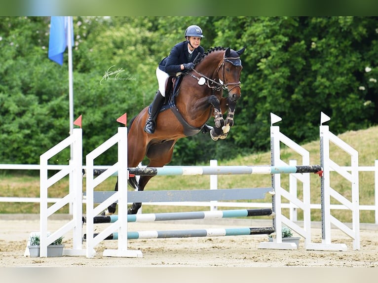 Hannoveraner Wallach 6 Jahre 167 cm Brauner in Kruft