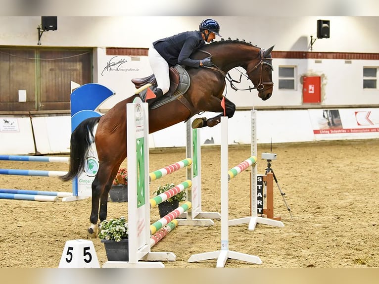 Hannoveraner Wallach 6 Jahre 167 cm Brauner in Kruft