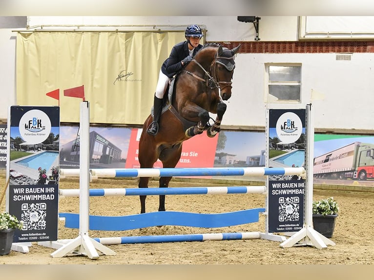 Hannoveraner Wallach 6 Jahre 167 cm Brauner in Kruft