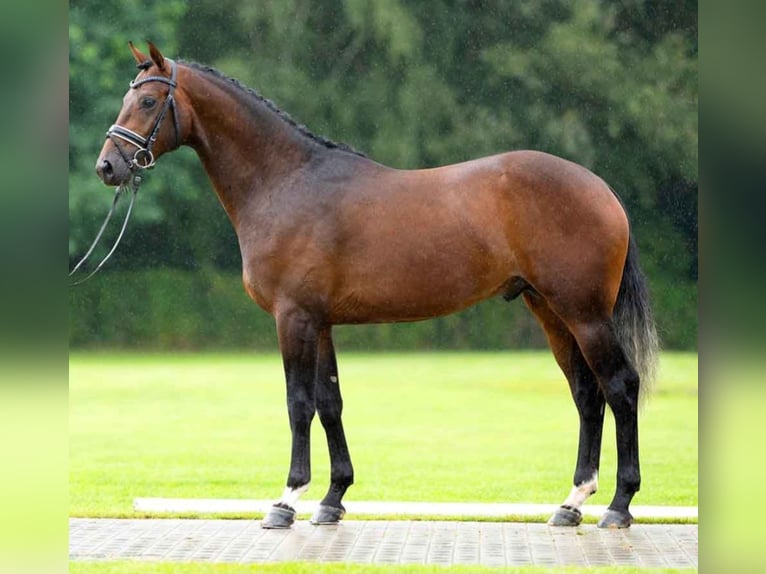 Hannoveraner Wallach 6 Jahre 167 cm Brauner in Kruft
