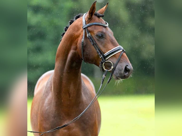 Hannoveraner Wallach 6 Jahre 167 cm Brauner in Kruft