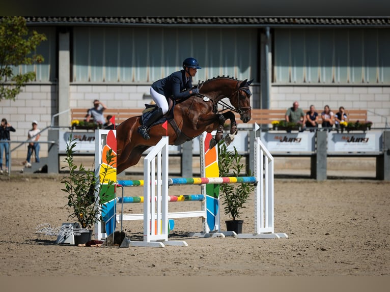 Hannoveraner Wallach 6 Jahre 167 cm Brauner in Kruft