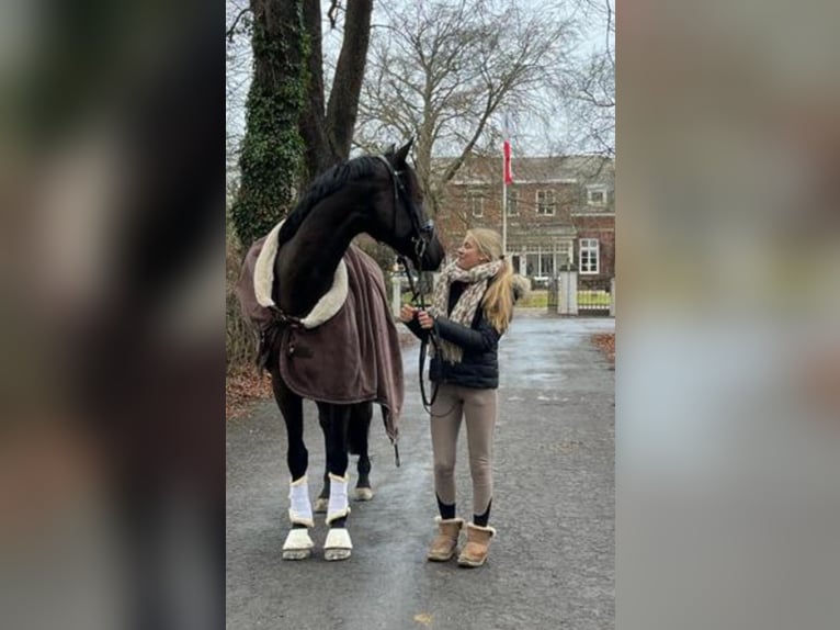 Hannoveraner Wallach 6 Jahre 167 cm Dunkelbrauner in Reinfeld (Holstein)