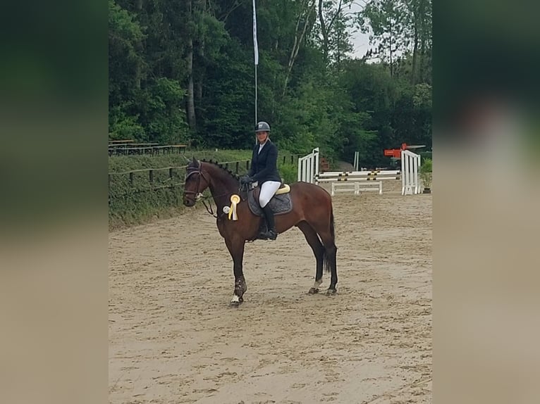 Hannoveraner Wallach 6 Jahre 167 cm Dunkelbrauner in Kruft
