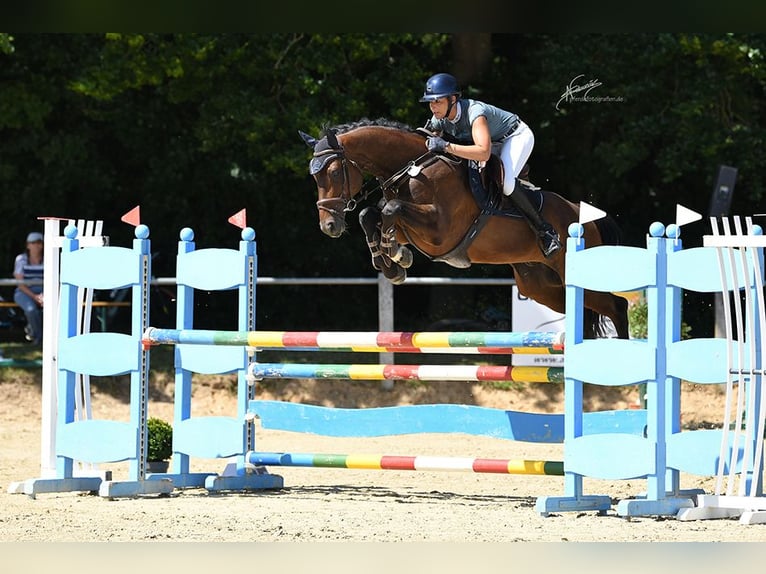 Hannoveraner Wallach 6 Jahre 167 cm Dunkelbrauner in Kruft