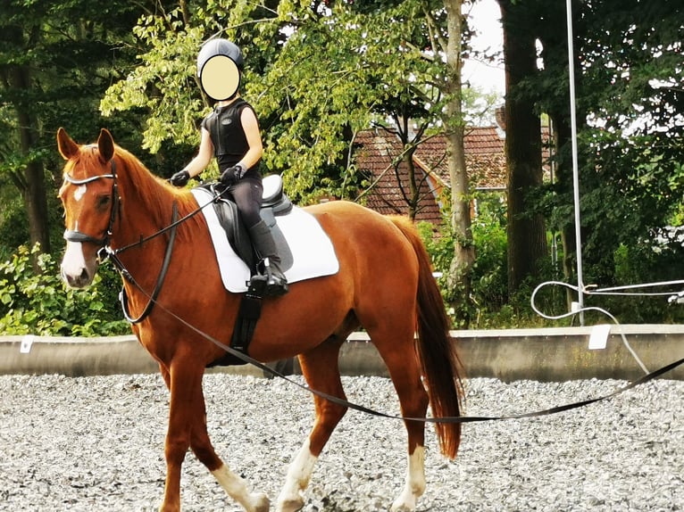 Hannoveraner Wallach 6 Jahre 167 cm Dunkelfuchs in Schneverdingen