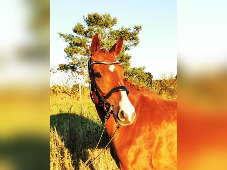 Hannoveraner Wallach 6 Jahre 167 cm Dunkelfuchs in Schneverdingen