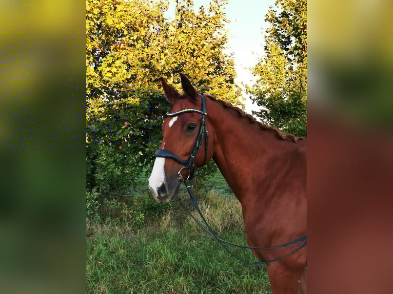 Hannoveraner Wallach 6 Jahre 167 cm Dunkelfuchs in Schneverdingen