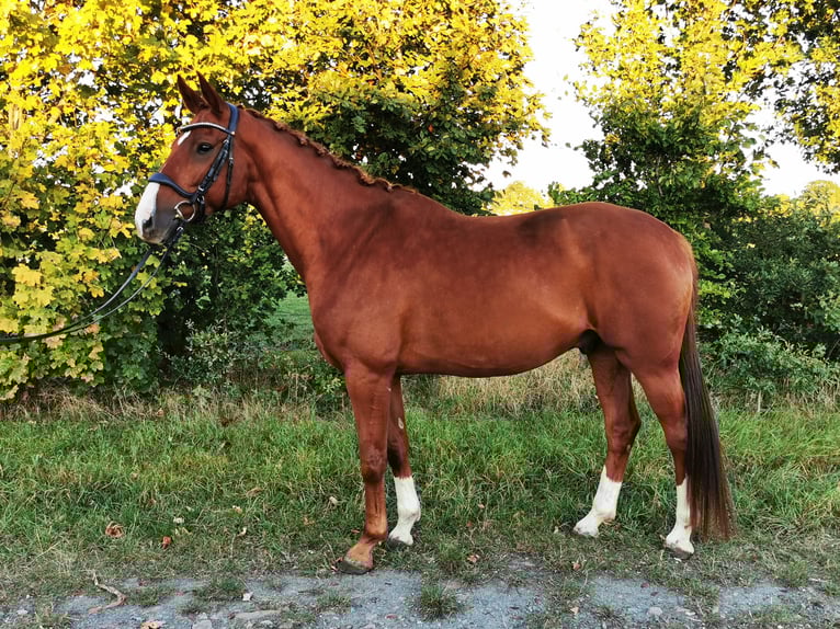 Hannoveraner Wallach 6 Jahre 167 cm Dunkelfuchs in Schneverdingen