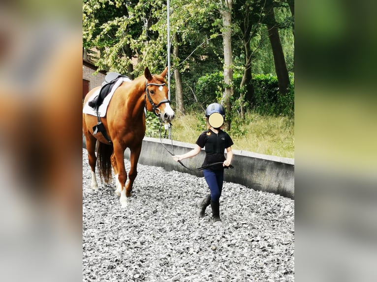 Hannoveraner Wallach 6 Jahre 167 cm Dunkelfuchs in Schneverdingen