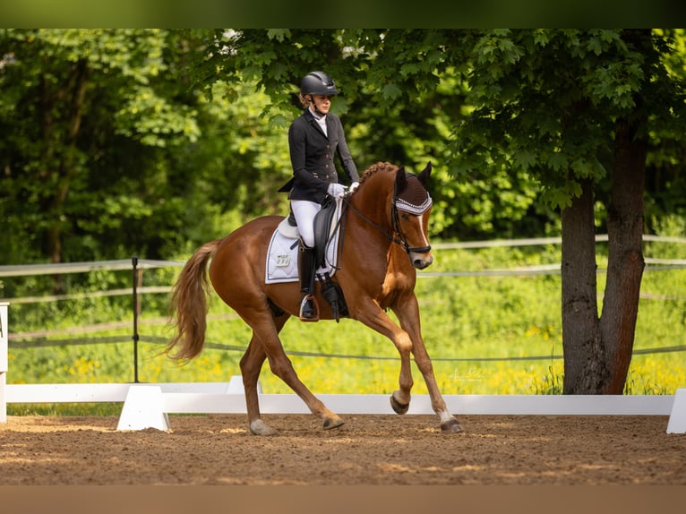 Hannoveraner Wallach 6 Jahre 167 cm Fuchs in Schnaittach