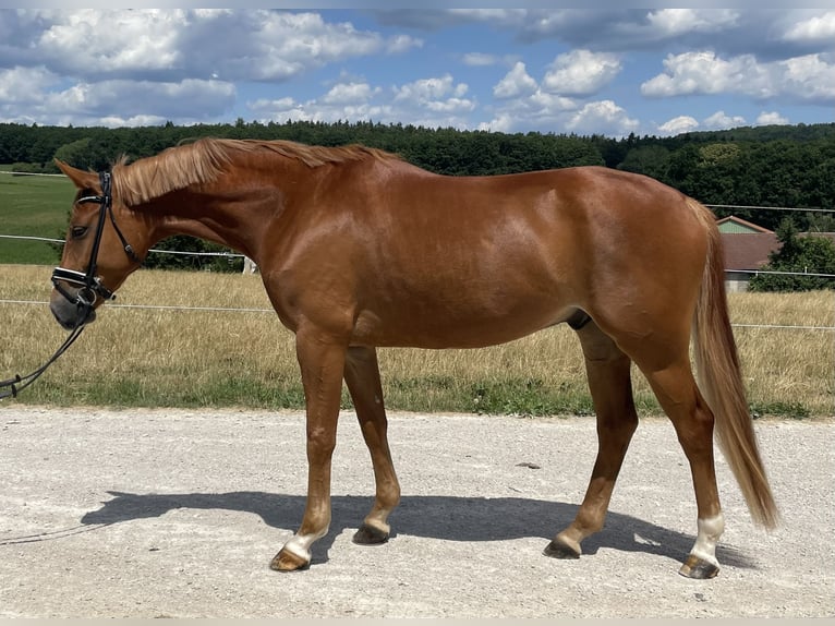 Hannoveraner Wallach 6 Jahre 167 cm Fuchs in Schnaittach