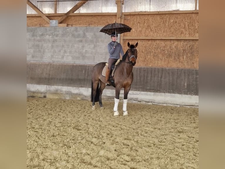 Hannoveraner Wallach 6 Jahre 168 cm Brauner in Neuhaus an der Oste