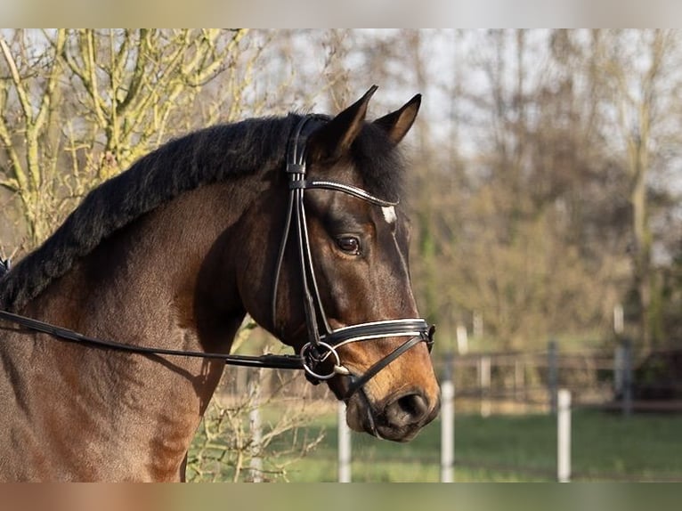 Hannoveraner Wallach 6 Jahre 168 cm Brauner in Lüdinghausen