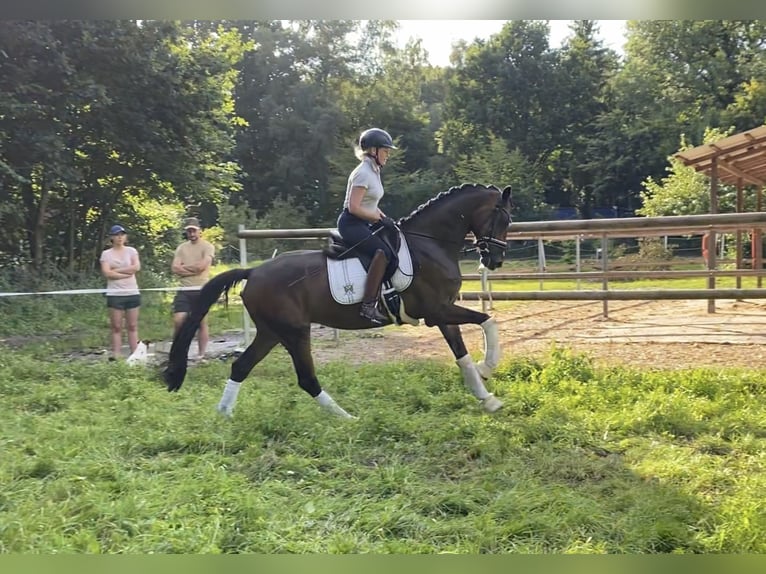 Hannoveraner Wallach 6 Jahre 168 cm Brauner in Alfstedt