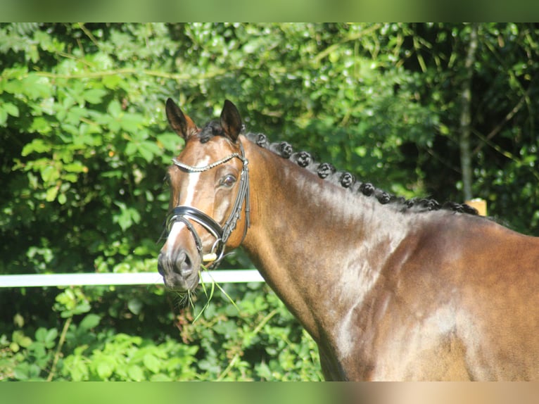 Hannoveraner Wallach 6 Jahre 168 cm Brauner in Alfstedt
