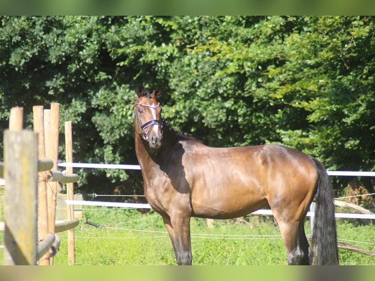 Hannoveraner Wallach 6 Jahre 168 cm Brauner in Alfstedt