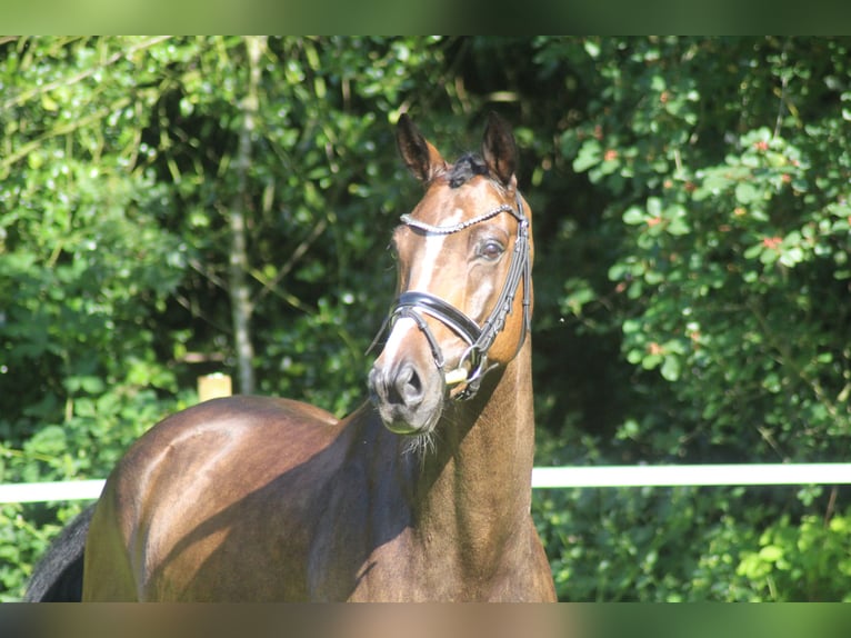 Hannoveraner Wallach 6 Jahre 168 cm Brauner in Alfstedt