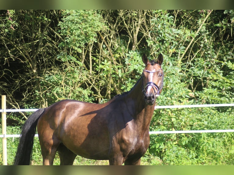 Hannoveraner Wallach 6 Jahre 168 cm Brauner in Alfstedt
