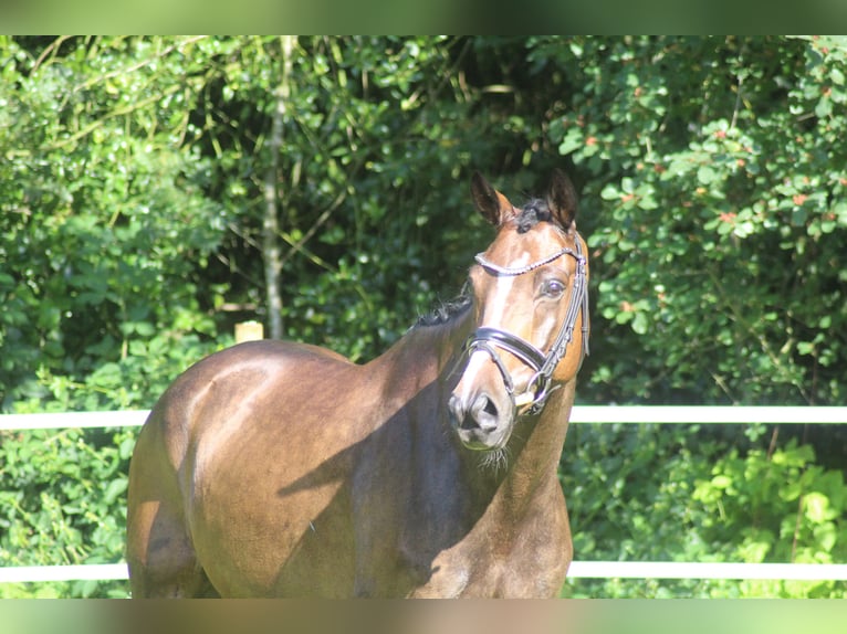 Hannoveraner Wallach 6 Jahre 168 cm Brauner in Alfstedt