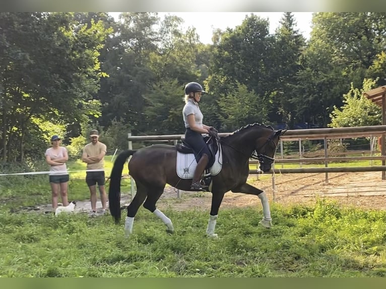 Hannoveraner Wallach 6 Jahre 168 cm Brauner in Alfstedt