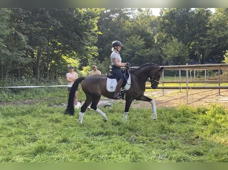 Hannoveraner Wallach 6 Jahre 168 cm Brauner in Alfstedt