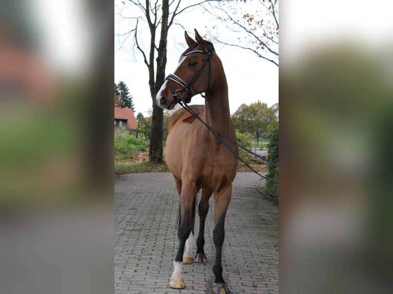 Hannoveraner Wallach 6 Jahre 168 cm Brauner in Kutenholz