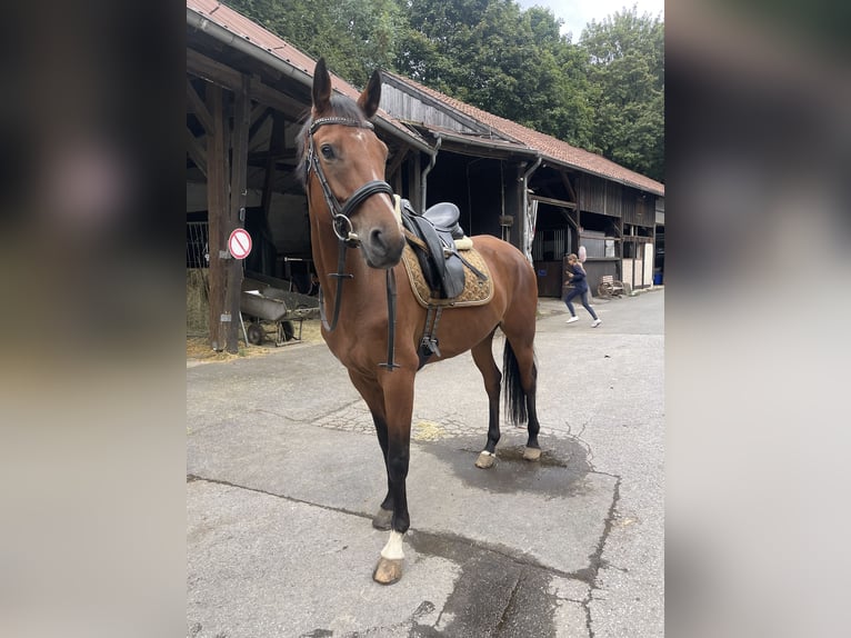 Hannoveraner Wallach 6 Jahre 168 cm Brauner in Essen