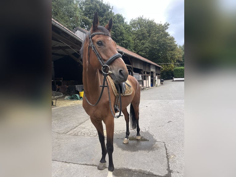 Hannoveraner Wallach 6 Jahre 168 cm Brauner in Essen