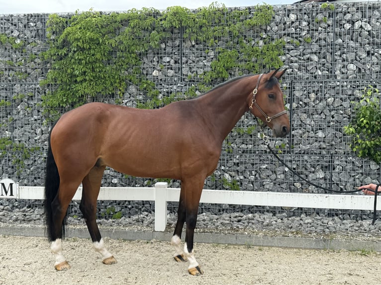 Hannoveraner Wallach 6 Jahre 168 cm Brauner in Hasle b. Burgdorf