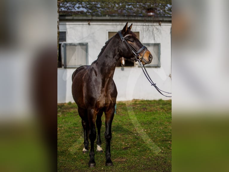 Hannoveraner Wallach 6 Jahre 168 cm Dunkelbrauner in Königslutter