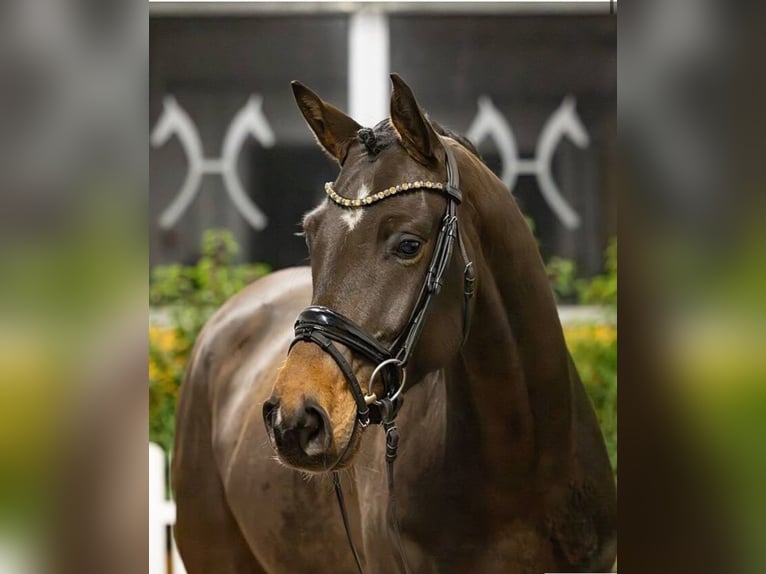 Hannoveraner Wallach 6 Jahre 168 cm Dunkelbrauner in Lilienthal