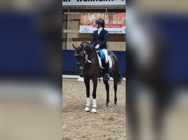 Hannoveraner Wallach 6 Jahre 168 cm Dunkelbrauner in Trochtelfingen Hannoveraner Wallach 6 Jahre 168 cm Dunkelbrauner in Trochtelfingen