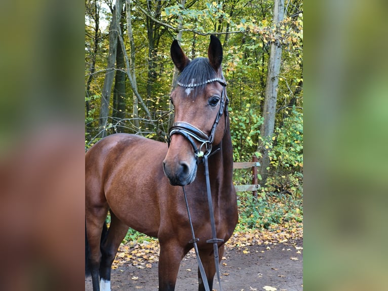 Hannoveraner Wallach 6 Jahre 168 cm Dunkelbrauner in Braunschweig