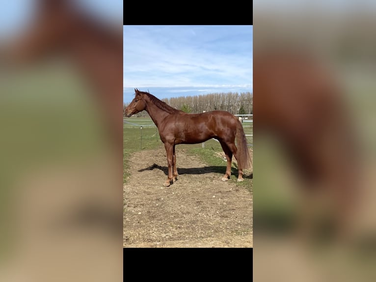 Hannoveraner Wallach 6 Jahre 168 cm Dunkelfuchs in Schömberg