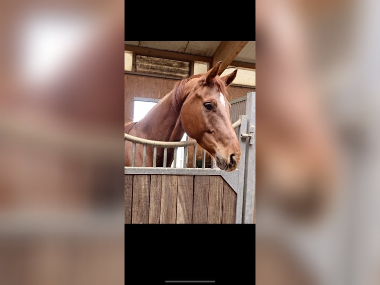 Hannoveraner Wallach 6 Jahre 168 cm Dunkelfuchs in Schömberg