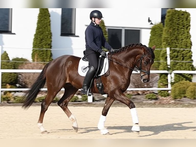 Hannoveraner Wallach 6 Jahre 168 cm Dunkelfuchs in Wysin