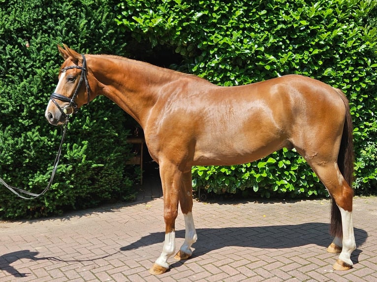 Hannoveraner Wallach 6 Jahre 168 cm Fuchs in Ankum