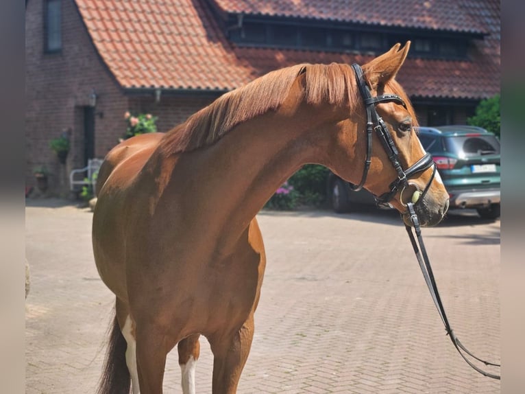 Hannoveraner Wallach 6 Jahre 168 cm Fuchs in Ankum
