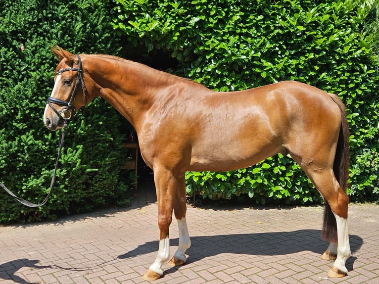Hannoveraner Wallach 6 Jahre 168 cm Fuchs in Ankum