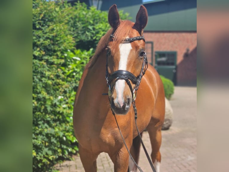 Hannoveraner Wallach 6 Jahre 168 cm Fuchs in Ankum