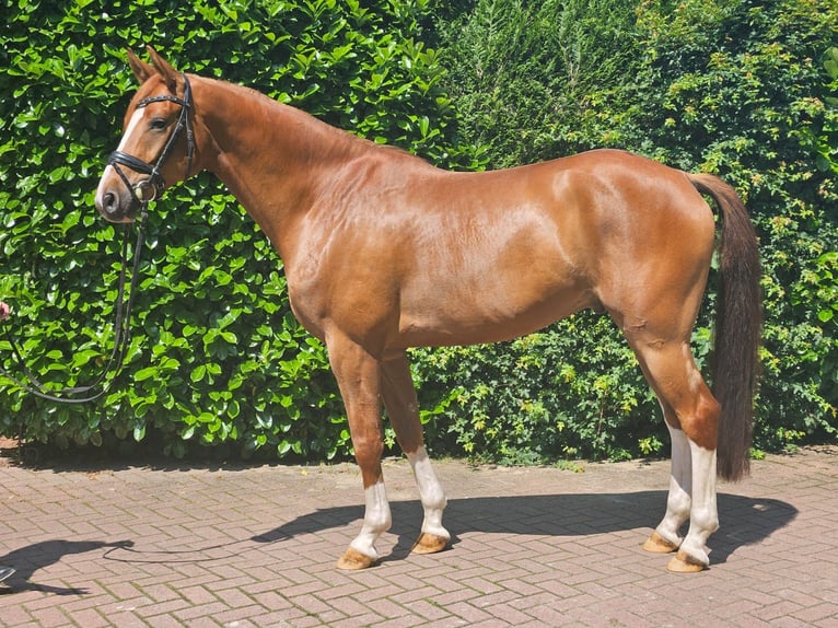 Hannoveraner Wallach 6 Jahre 168 cm Fuchs in Ankum