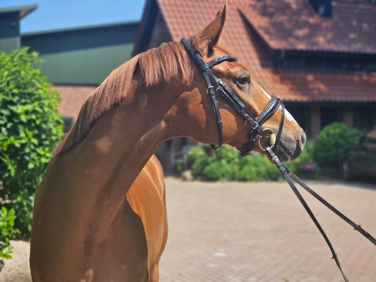 Hannoveraner Wallach 6 Jahre 168 cm Fuchs in Ankum
