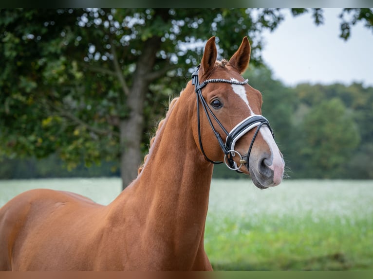 Hannoveraner Wallach 6 Jahre 168 cm Fuchs in Bramsche