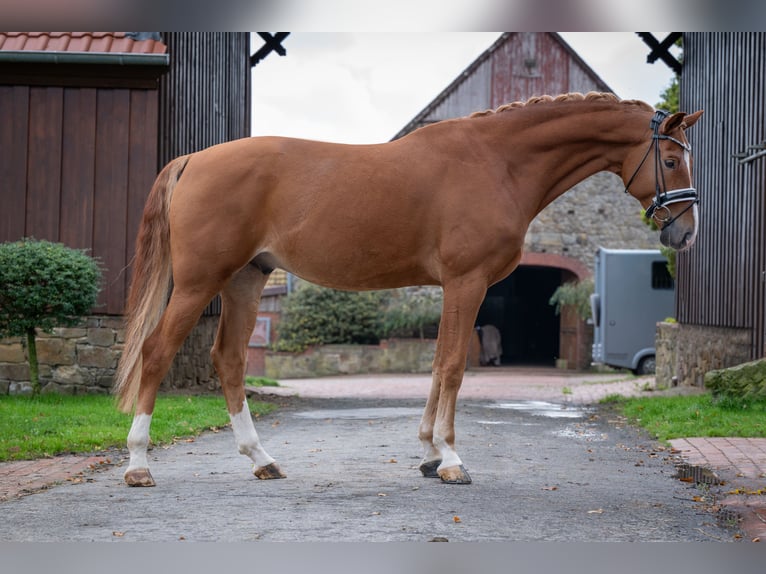 Hannoveraner Wallach 6 Jahre 168 cm Fuchs in Bramsche