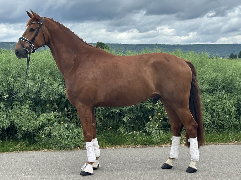 Hannoveraner Wallach 6 Jahre 168 cm Fuchs in Riedlingen